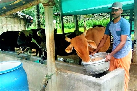 How farmers in Tamil Nadu are using innovative measures to overcome fodder shortage