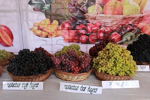 Grapes to dragon fruit, the simple to the exotic; Bengaluru’s Lalbagh has it all