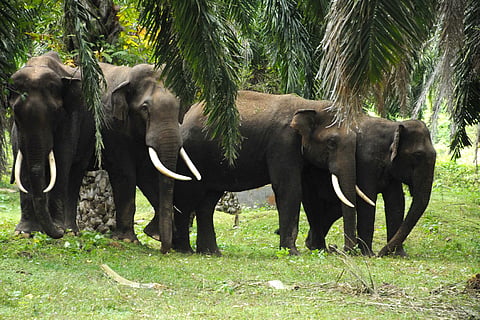 Lost and scared, four elephants hide in sugarcane fields near town in Mysuru district