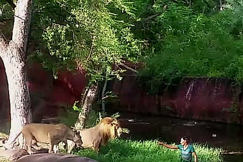 Drunk Hyderabad man who jumped into lion enclosure in zoo gets four months prison