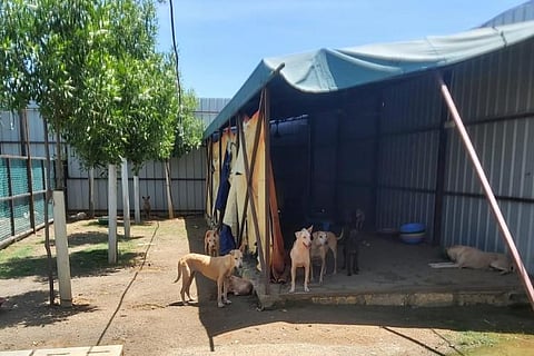Stray dogs kept captive at IIT-M campus