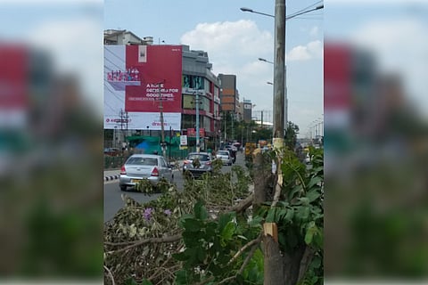 25 trees butchered again in Bengaluru for just one hoarding to be visible