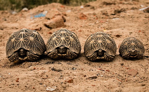Over 1,000 endangered tortoises, turtles seized in Bengaluru while being smuggled off to China