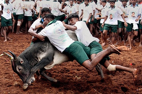 Here's why jallikattu should not be banned!