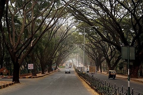 BBMP is all set to axe 112 trees in Bengaluru and residents have 8 days left to object
