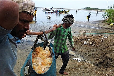 Jewels of the sea: Machilipatnam locals find livelihood in jellyfish during fishing ban
