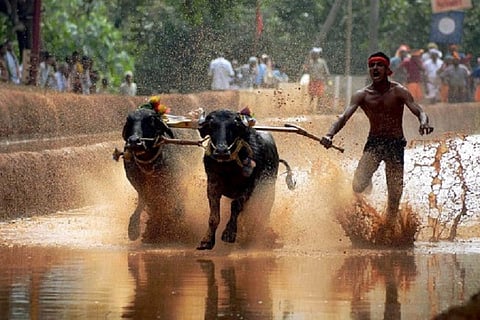 Karnataka High Court bans Kambala buffalo races for severe animal cruelty