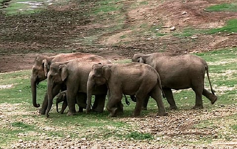 How one decision by the Kerala govt sparked the man-elephant conflict in Munnar