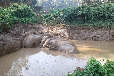 Kodagu forest officials rescue 5 elephants stuck overnight in water reservoir