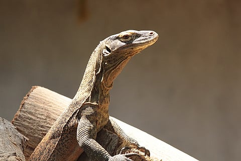 The dragons are here: Madras Croc Bank acquires Komodo dragons for first time in India 