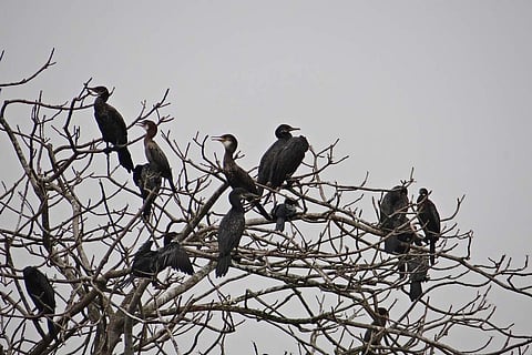Little cormorant birds