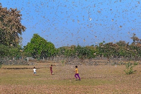 Locust attack in Rajasthan