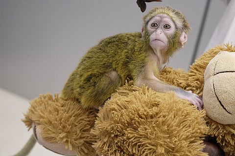 A De Brazza monkey seized at Chennai airport from a passenger arriving from Bangkok