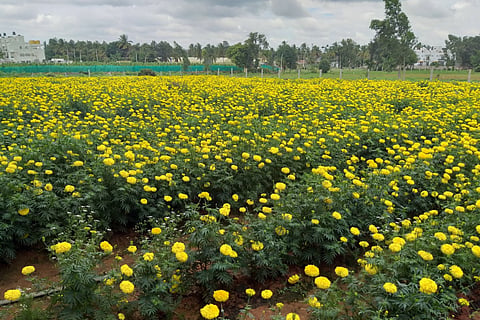 Marigold Field