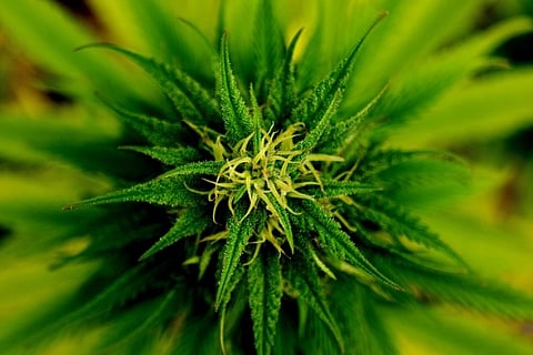 DRI officials seize more than 1,000 kg of ganja from truck in Visakhapatnam
