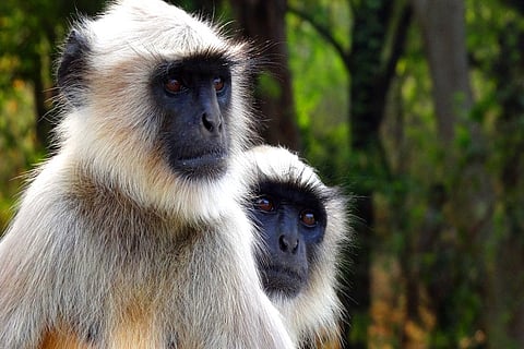 Monkey business in UP: Animal 'drives' bus briefly, causes panic