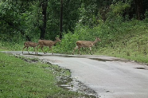 Road ecology is crucial when it comes to saving wildlife: Conservationist explains 