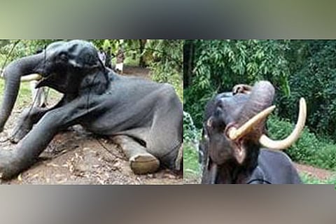 Kerala jumbo Neelakantan dies after years of neglect, abuse by caretakers