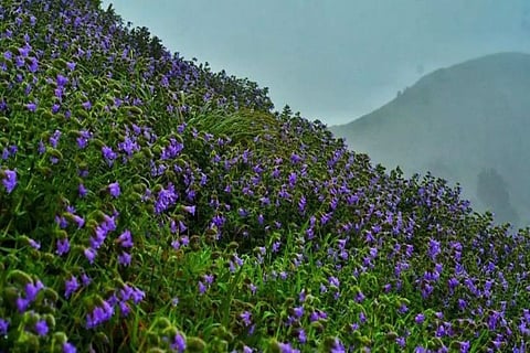 Thousands of tourists from across the state and native district are making a beeline to witness the beauty of nature on weekdays. 