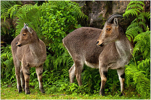Nilgiri Tahrs