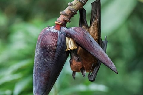Andhra urges caution over import of fruits after Nipah Virus outbreak  