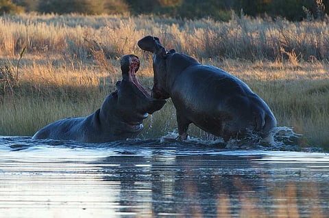 Sony BBC Earth’s ‘Seasonal Wonderlands’: A stunning series on transformations in nature
