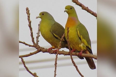 Kerala village that cherishes biodiversity names road after an iconic bird found there