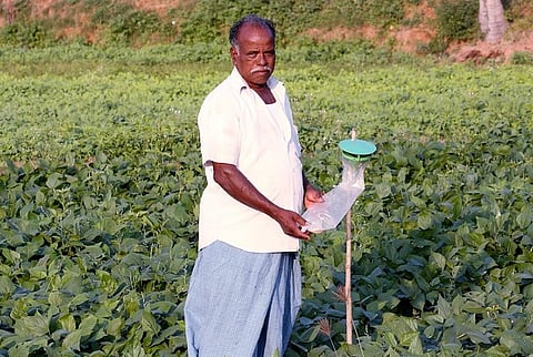 Organic farming fetches higher returns for Puducherry farmers