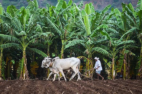 A farmer ploughs his field