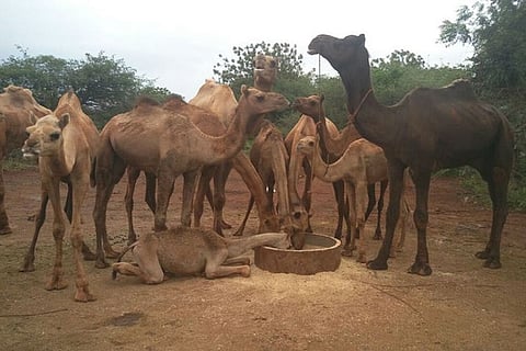 Forced to walk from Rajasthan to Telangana for slaughter, these rescued camels need your help