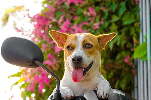 Dogs