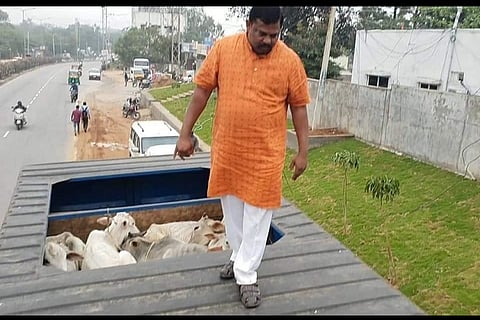 BJP MLA Raja Singh turns cow vigilante, stops truck allegedly headed to slaughterhouse