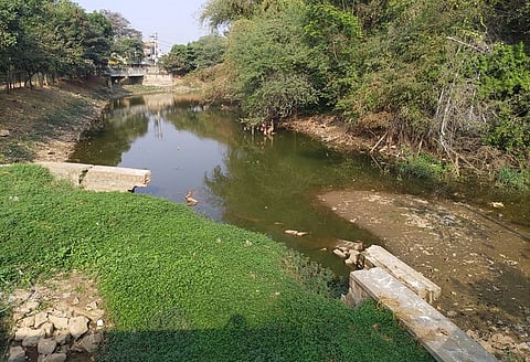 Fisheries dept dumps fishes illegally into Bengaluru lake, half of them die