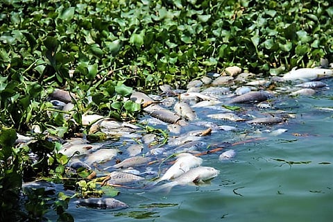 Thousands of dead fish wash ashore at Telangana lake, locals blame polluting industries