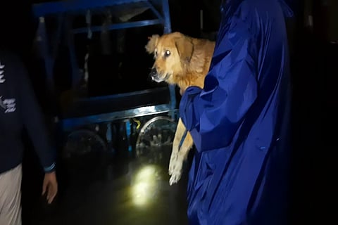 A dog being rescued by Animal Warriors Conservation Society volunteers 