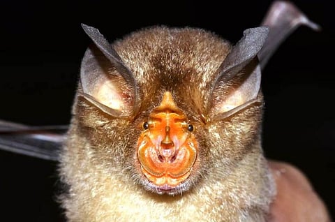 Seven new bat species identified in Kerala 