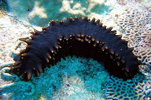 Four arrested in Tamil Nadu for smuggling endangered marine species to Sri Lanka 