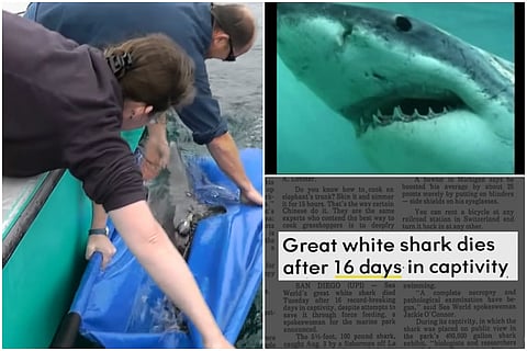 Watch: Many great white sharks have died in aquariums, here's why they can't survive in captivity 