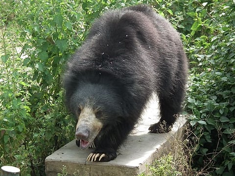 Sloth bear