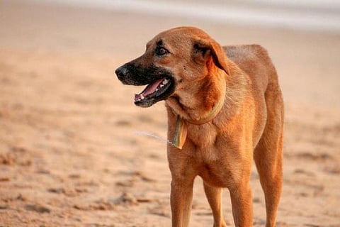 Image of a dog