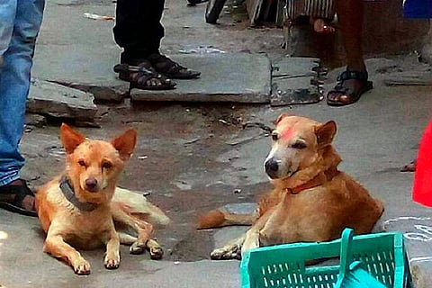 These two hero dogs helped nab a man who stabbed a woman in Chennai 
