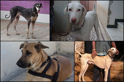 TN’s native dog breeds are dwindling; govt apathy and craze for 'exotic' dogs are to blame 