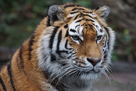 Estate worker mauled to death by tiger in TN, forest dept sets up 48 cameras to catch animal