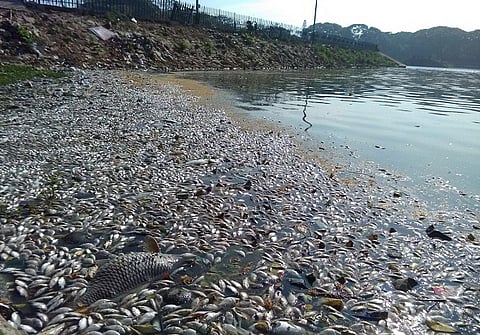 Thousands of dead fish float in Bengaluru's Ulsoor lake