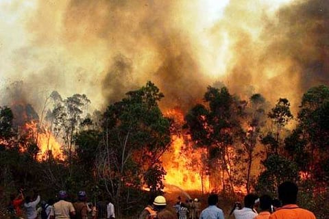 Why Uttarakhand's forests are burning down: Is it the timber mafia?