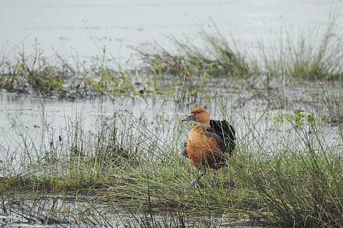 A fulvous whistling duck in a wetland 