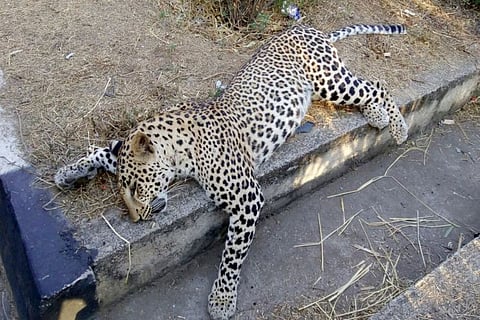 Leopard dies in accident: Are highways new death traps for wildcats in Telangana?