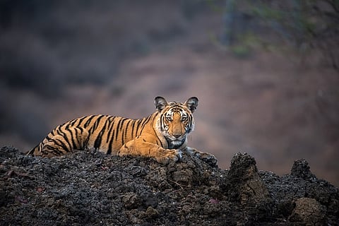 Rajkummar Rao, Prakash Raj, Rishab Shetty lend voices to 'Wild Karnataka' documentary