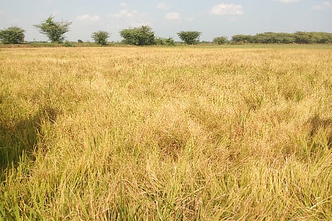 Land of drought and death: Journey through devastated TN villages as farmer suicides rise