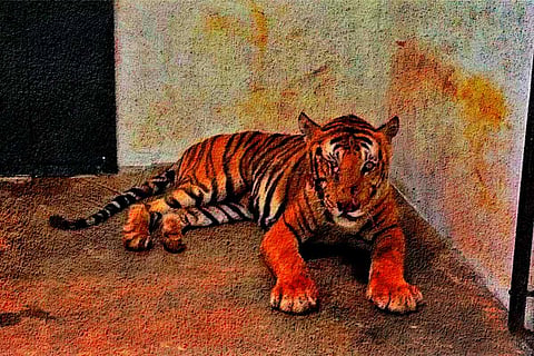Tiger sitting inside cage in Mysuru zoo 